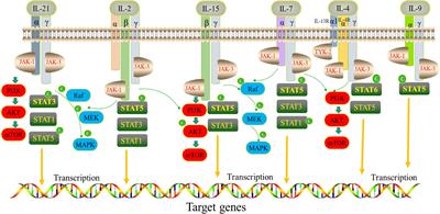 The application of Interleukin-2 family cytokines in tumor immunotherapy research